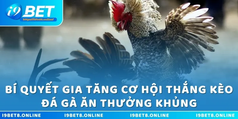 Bí quyết gia tăng cơ hội thắng kèo đá gà ăn thưởng khủng