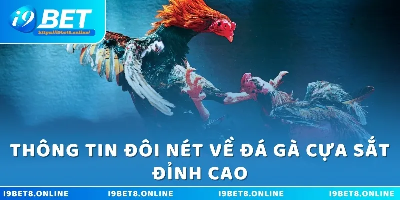 Thông tin đôi nét về đá gà cựa sắt đỉnh cao