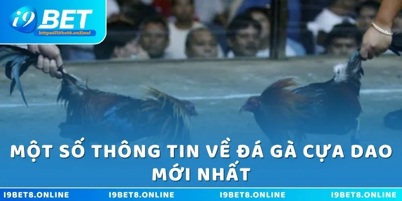 Một số thông tin về đá gà cựa dao mới nhất