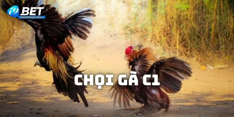 Giải chọi gà C1